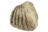Partial Southern Mammoth Molar - Hungary #235260-1